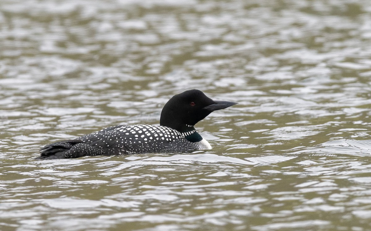 Common Loon - ML623986427