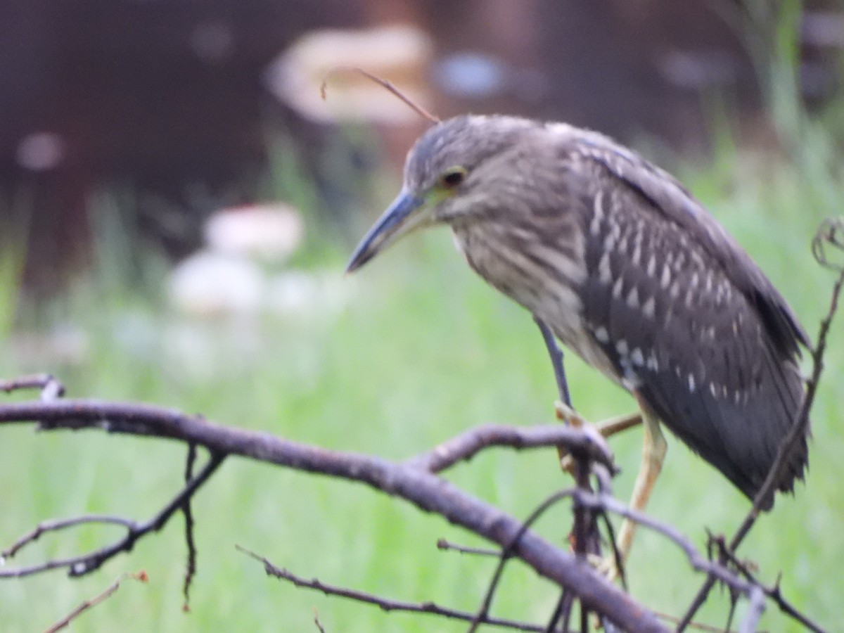 Black-crowned Night Heron - Usha Nataraj