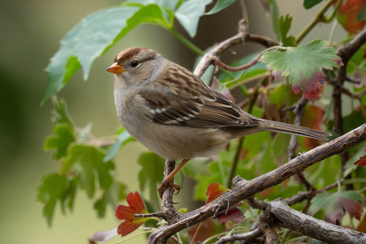 White-crowned Sparrow - ML623986433