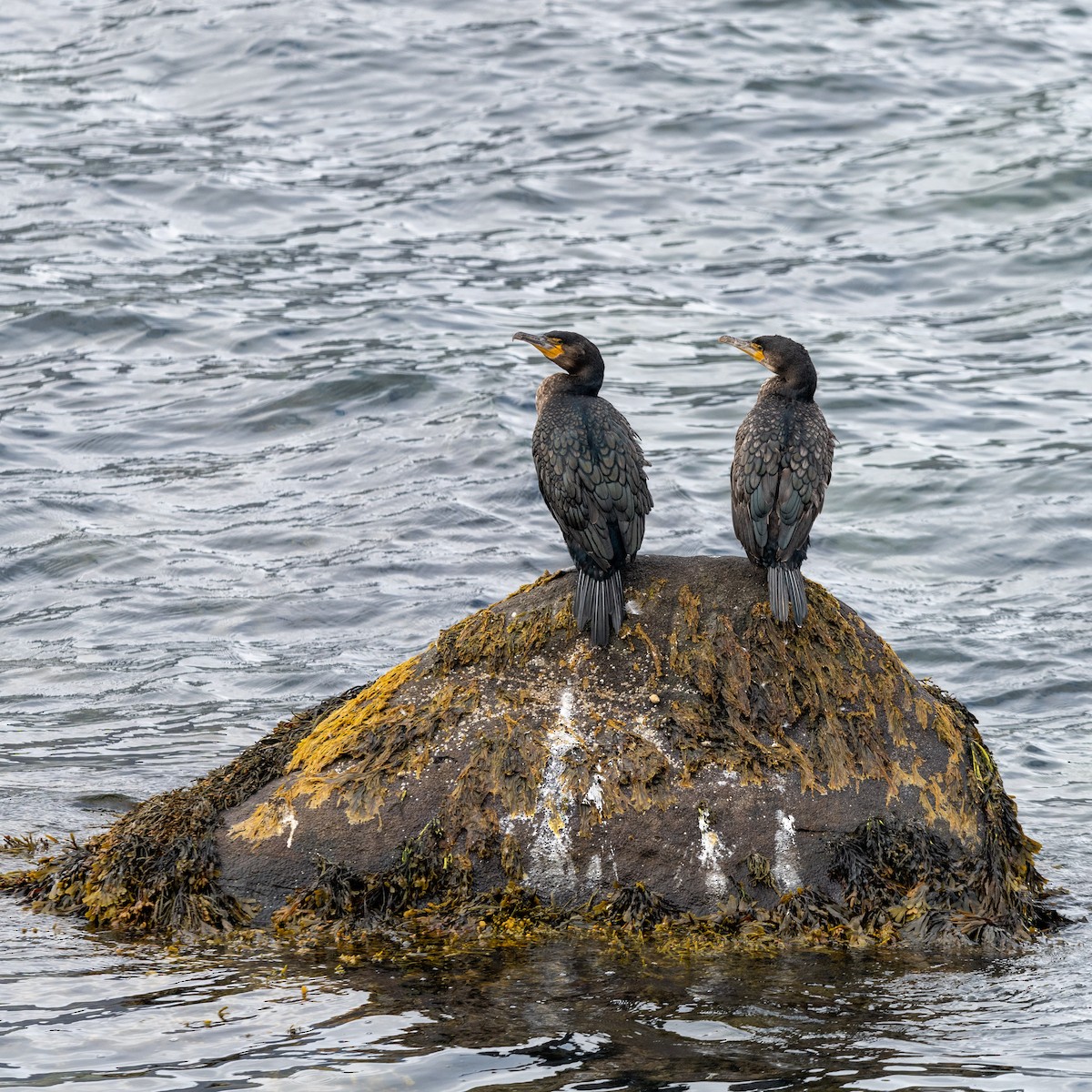 Great Cormorant - ML623986444