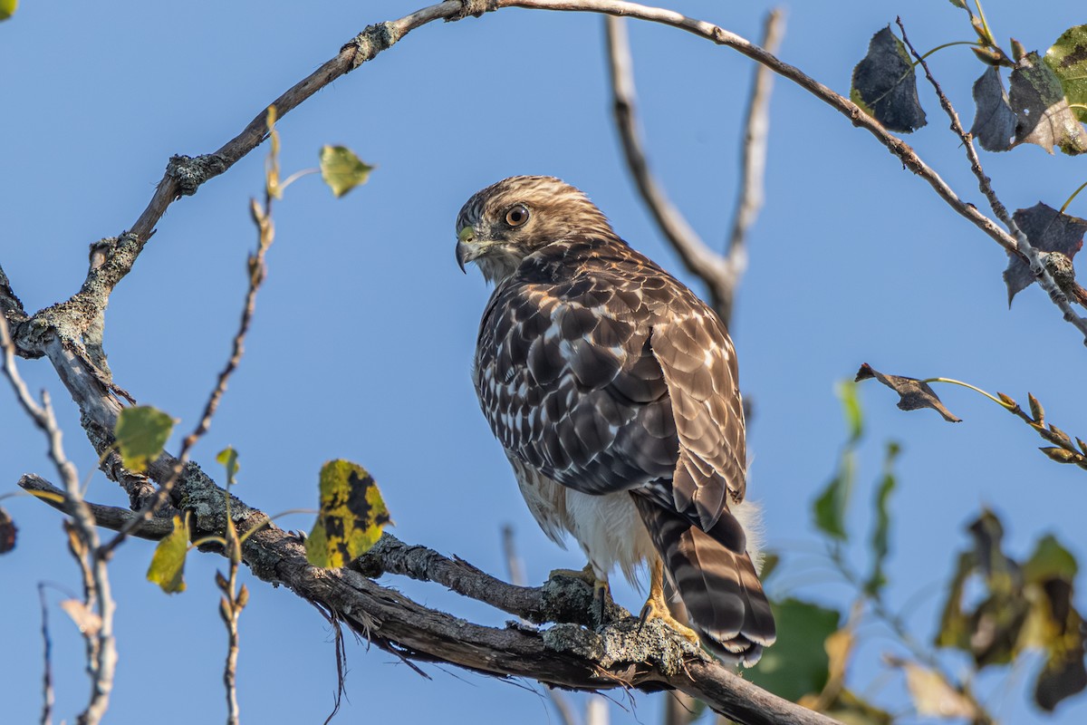 Red-shouldered Hawk - ML623986450