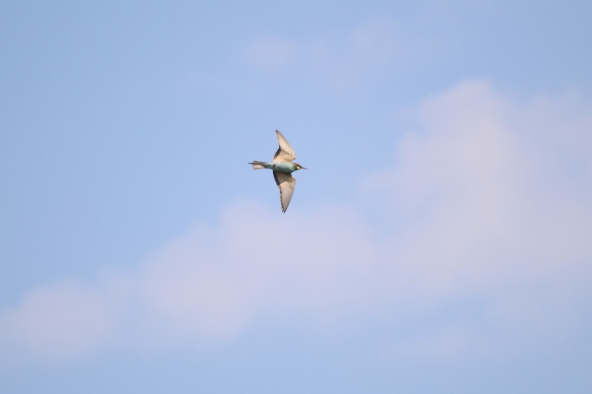 European Bee-eater - ML623986457