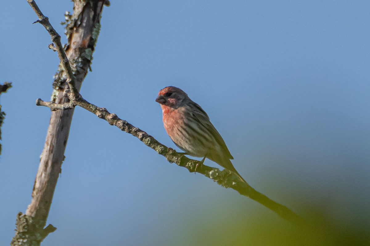 House Finch - Steven Bruenjes