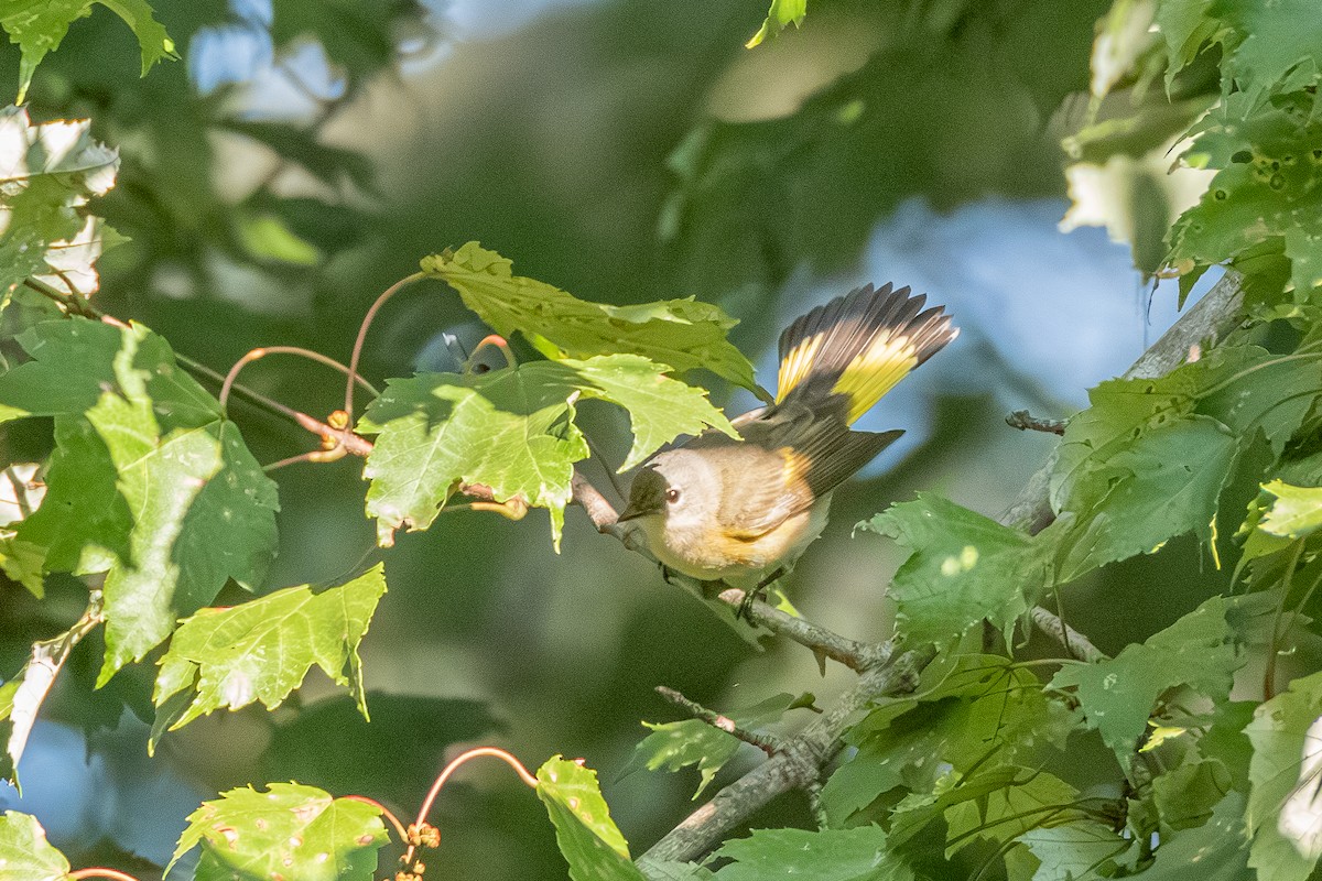 American Redstart - ML623986468