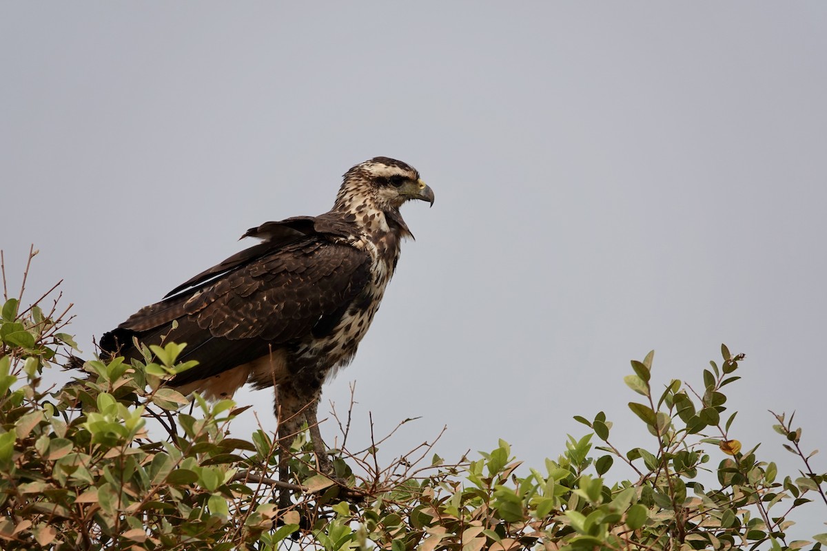 Great Black Hawk - ML623986470