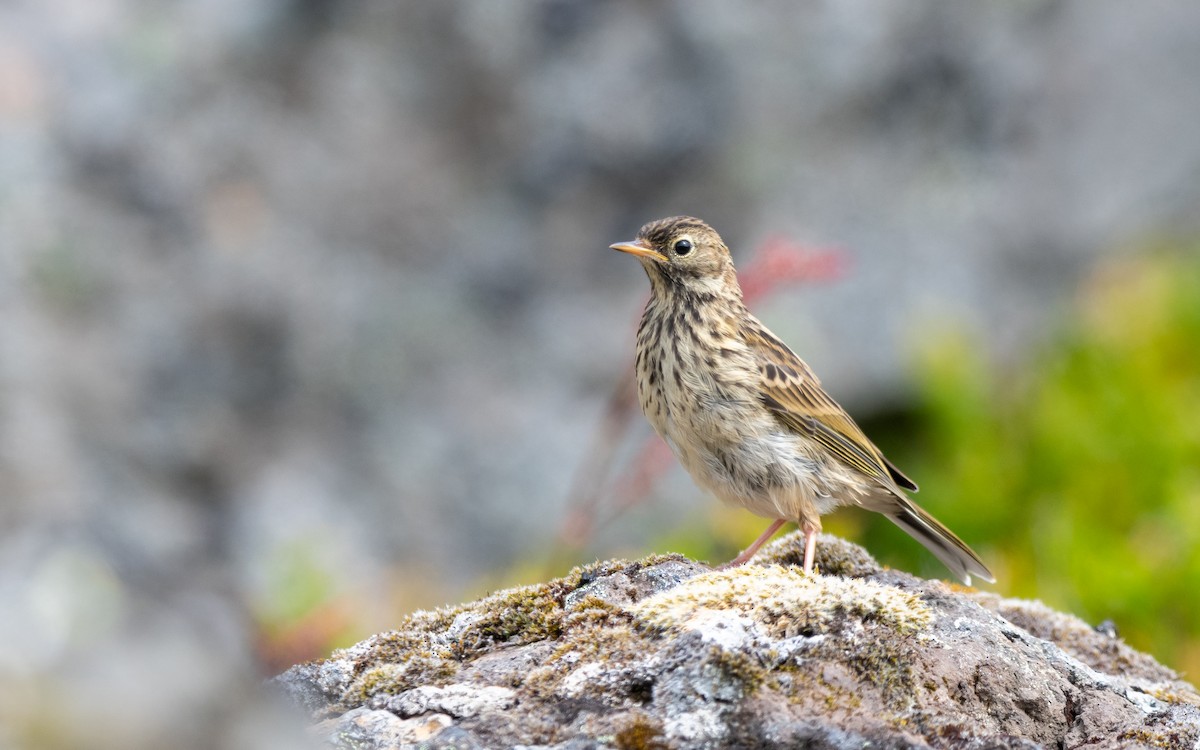 Meadow Pipit - Serge Horellou