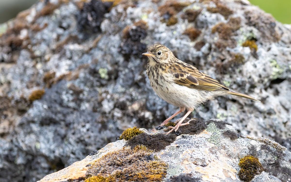 Meadow Pipit - ML623986483