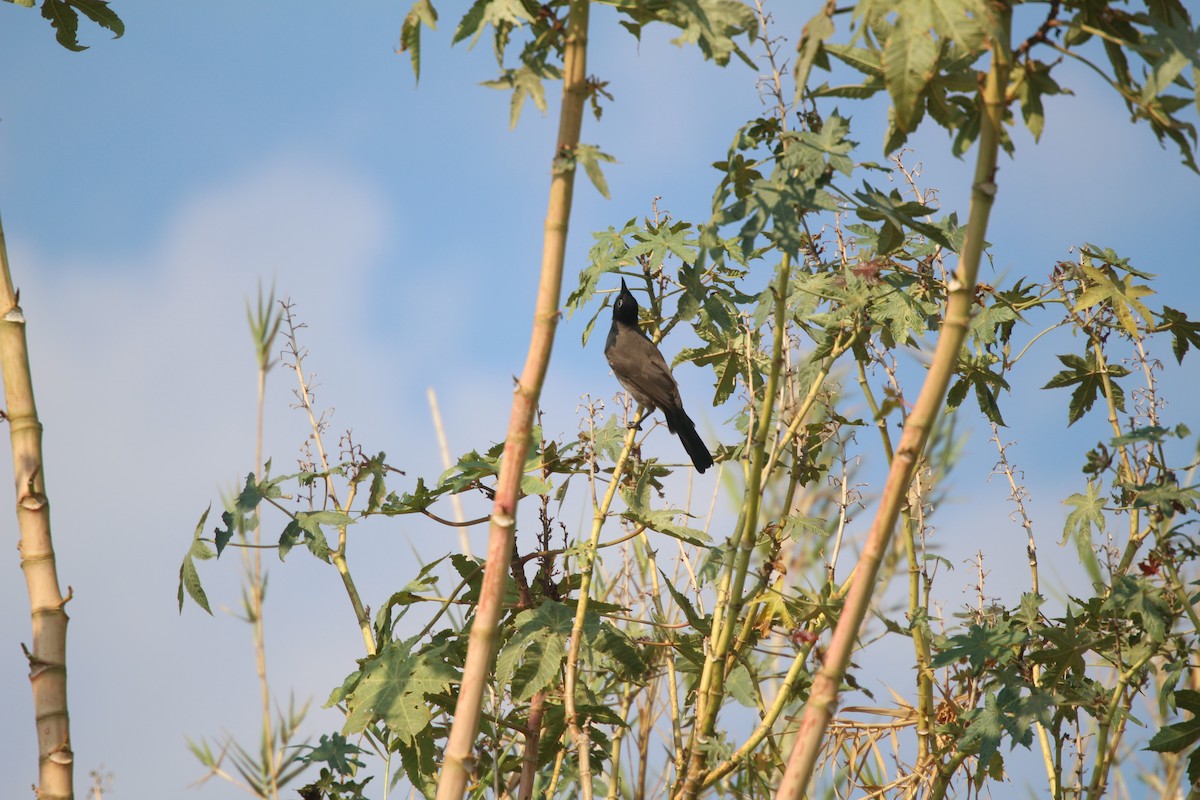 White-spectacled Bulbul - ML623986496