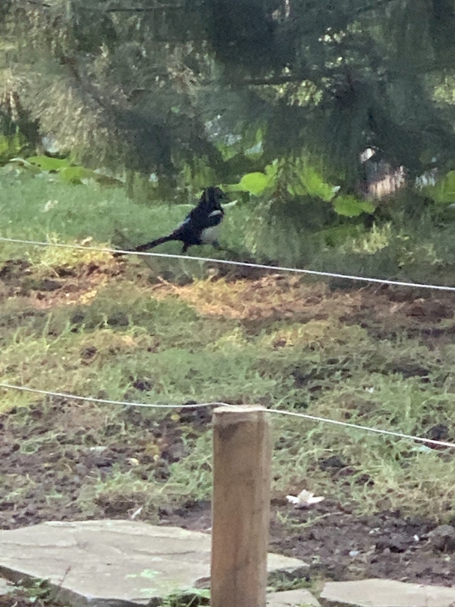 Eurasian Magpie (Eurasian) - Danton Quandus