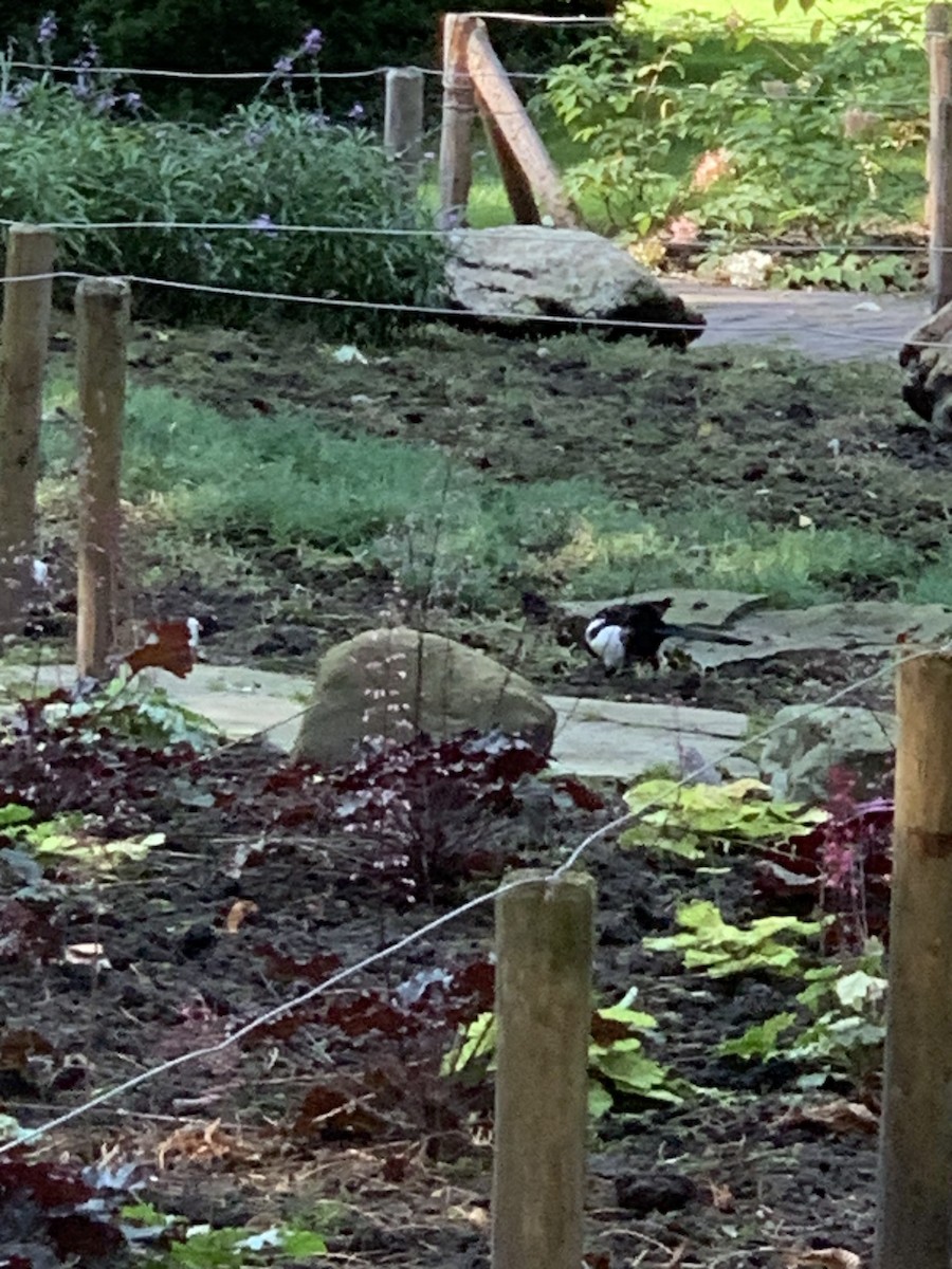 Eurasian Magpie (Eurasian) - Danton Quandus