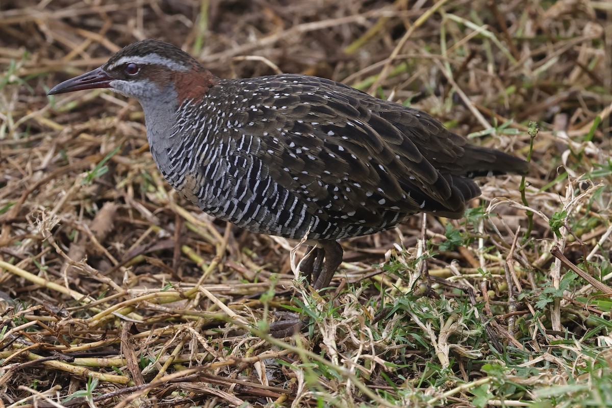 Buff-banded Rail - ML623986522