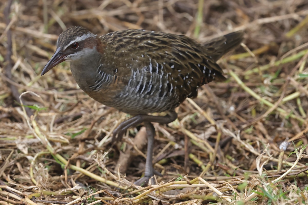 Buff-banded Rail - ML623986523