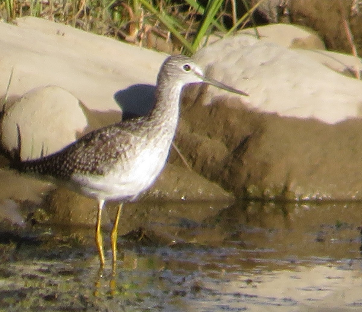 Greater Yellowlegs - ML623986525