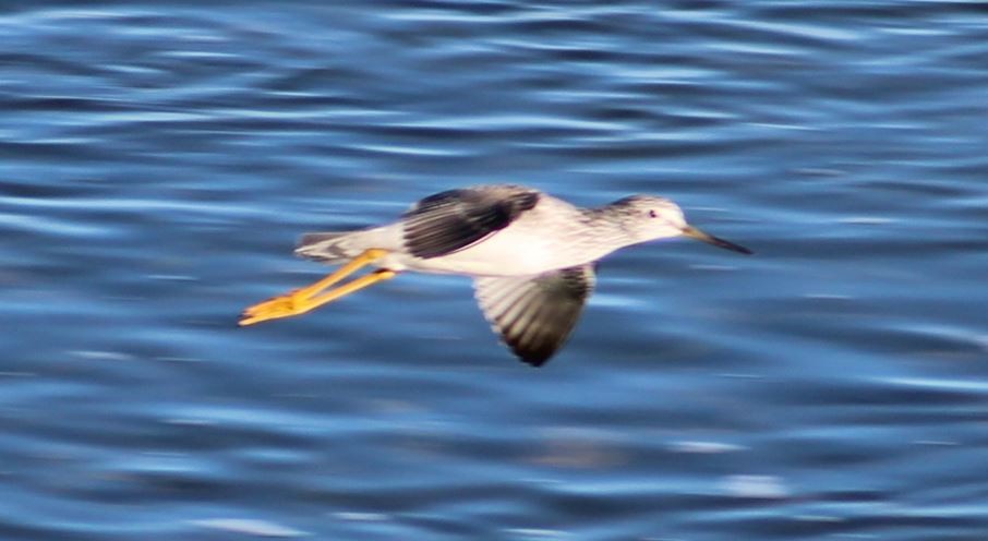 Greater Yellowlegs - ML623986526