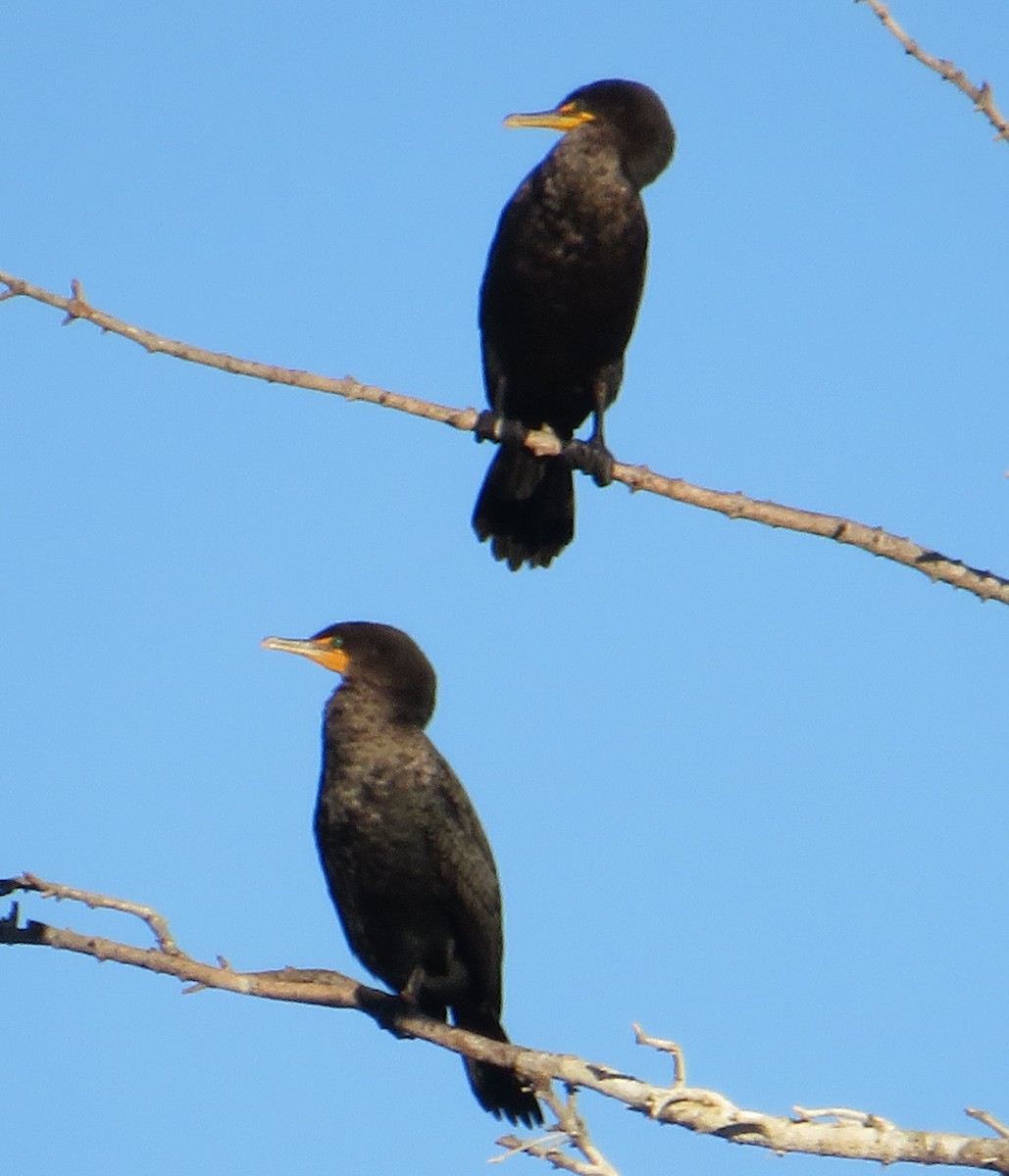 Double-crested Cormorant - ML623986533