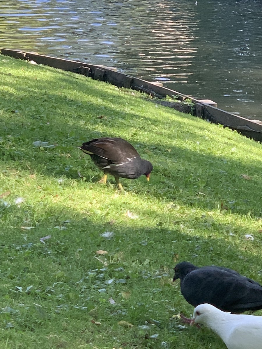 Eurasian Moorhen - ML623986538