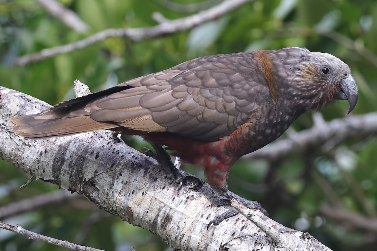 New Zealand Kaka - ML623986541