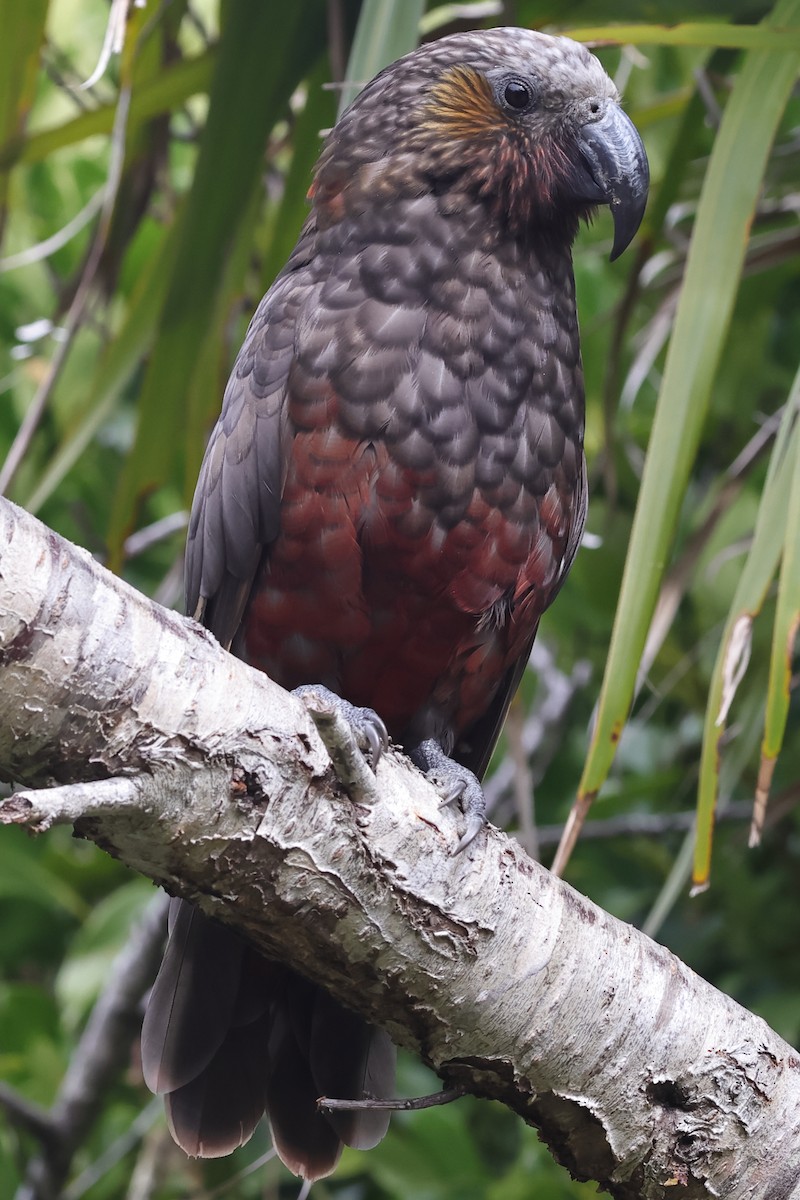 New Zealand Kaka - ML623986543