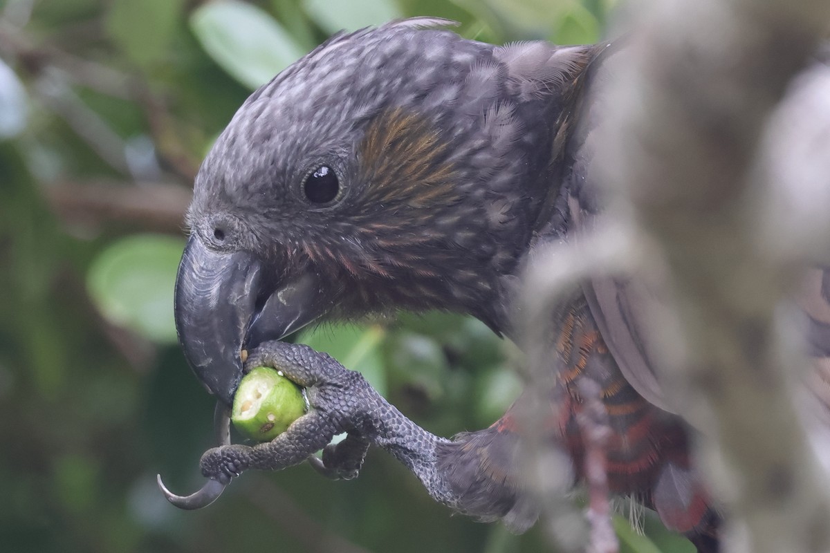 New Zealand Kaka - ML623986545