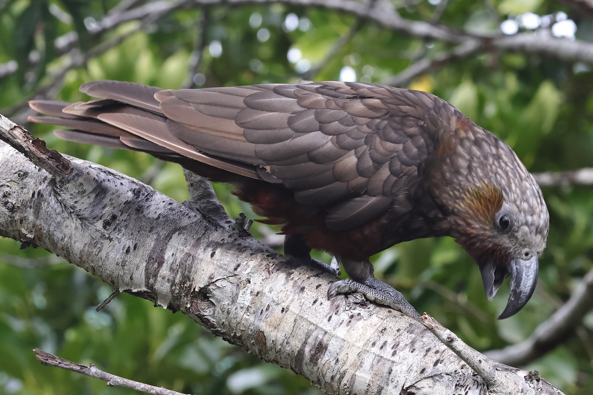 New Zealand Kaka - ML623986548