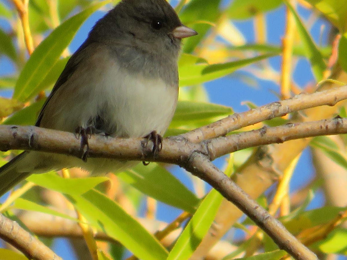 Dark-eyed Junco - ML623986550