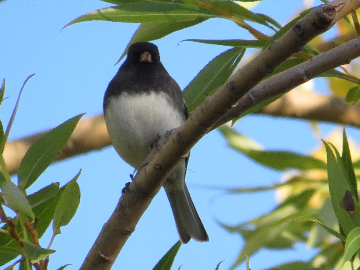 Dark-eyed Junco - ML623986551