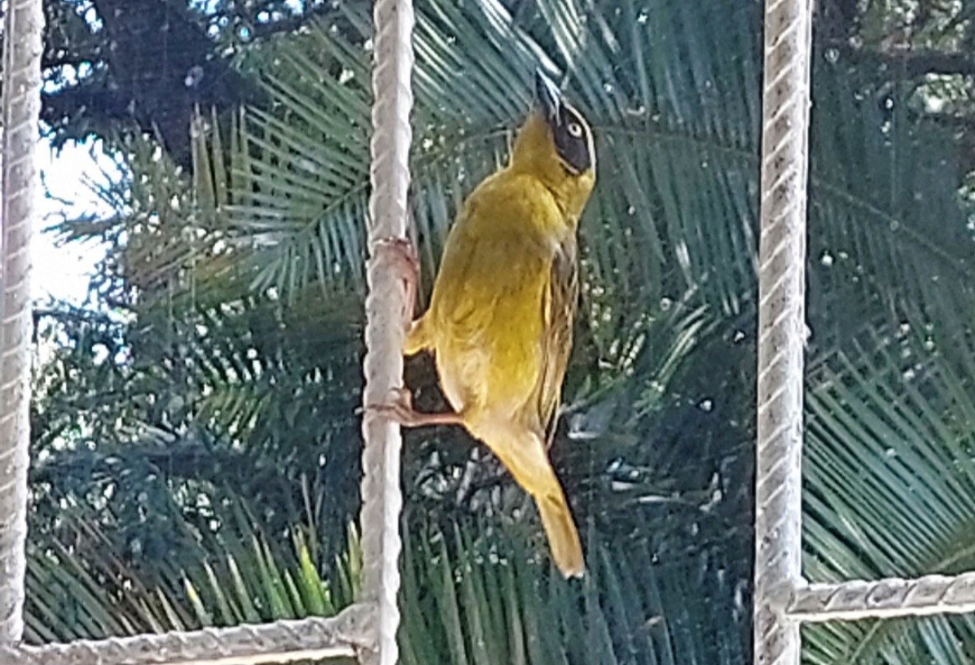 Baglafecht Weaver - Alexis Lamek