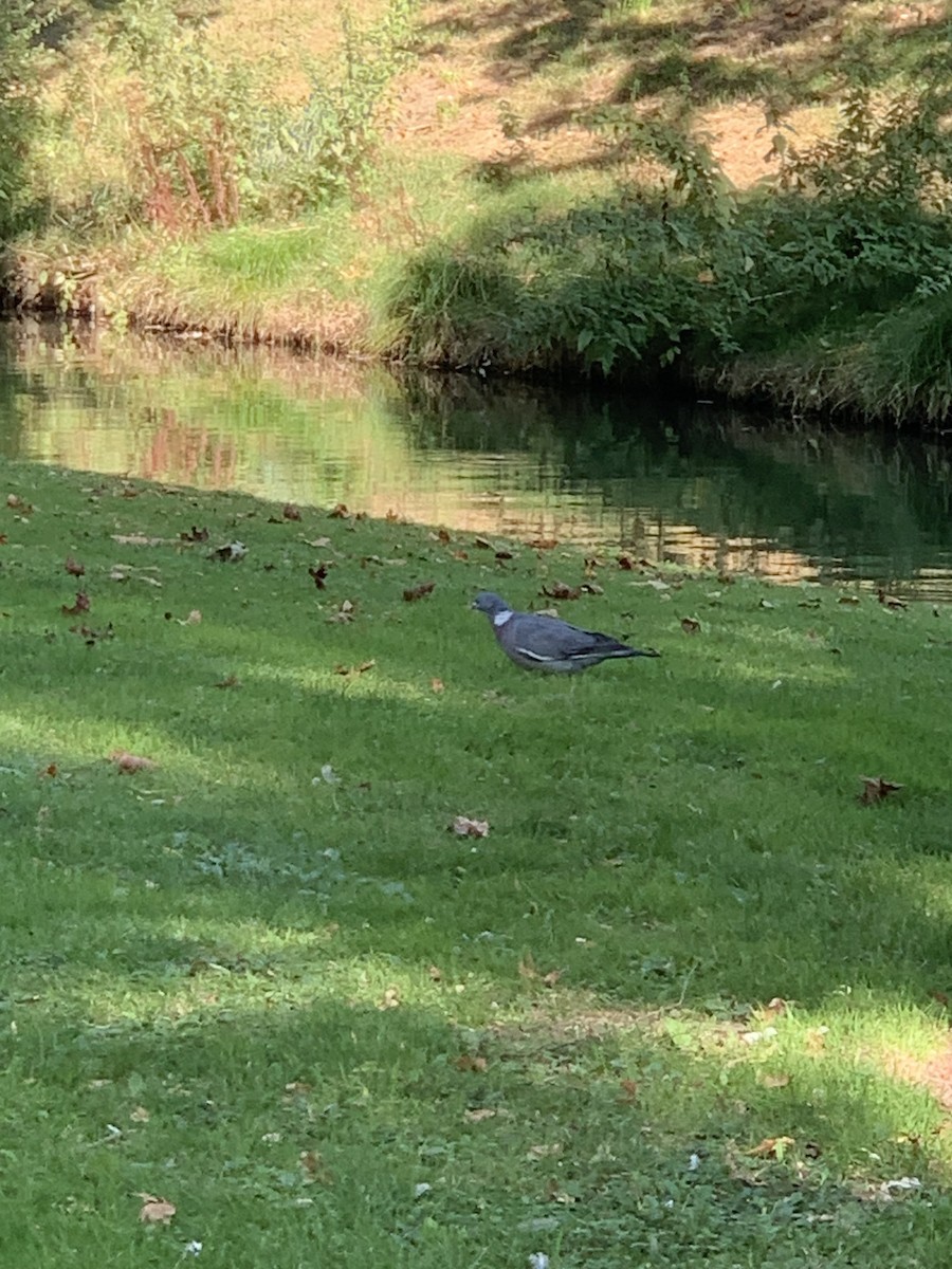 Common Wood-Pigeon (White-necked) - ML623986558