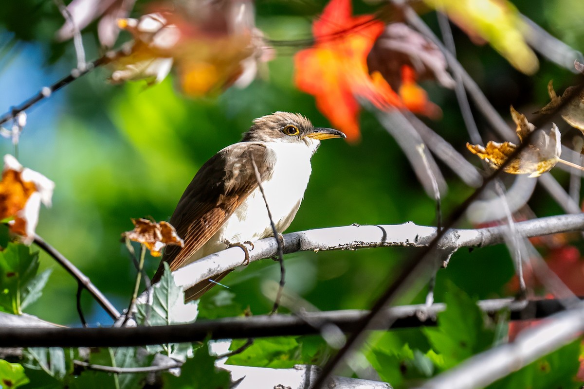 Yellow-billed Cuckoo - ML623986564