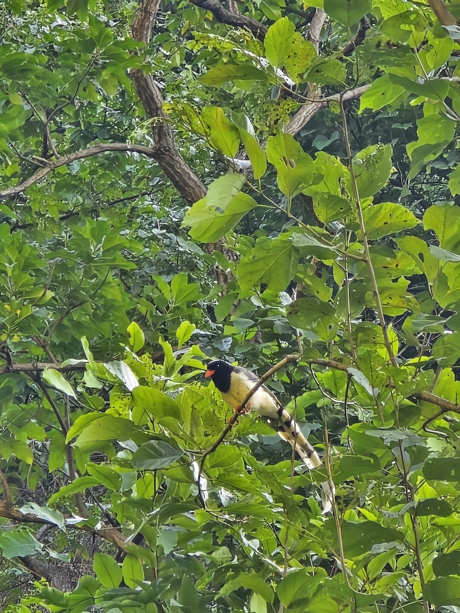 Red-billed Blue-Magpie - ML623986567