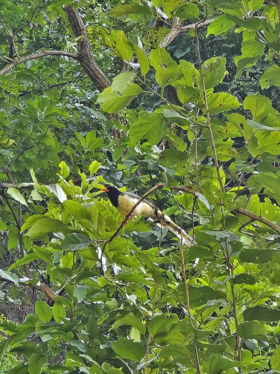 Red-billed Blue-Magpie - ML623986568