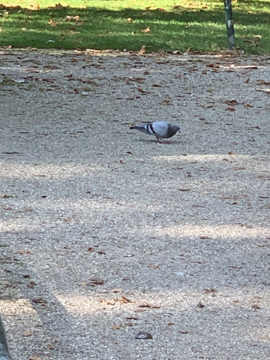 Rock Pigeon (Feral Pigeon) - ML623986580