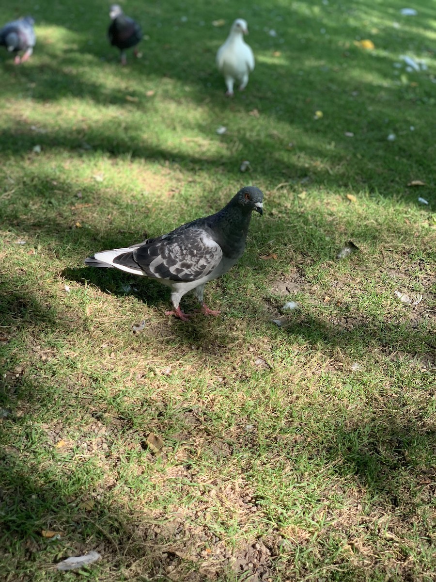 Rock Pigeon (Feral Pigeon) - ML623986582