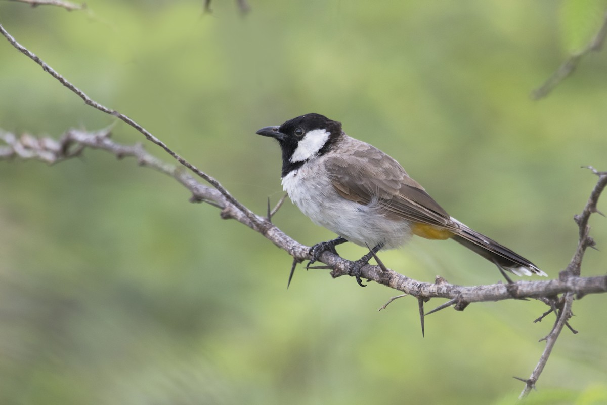 Bulbul Orejiblanco - ML623986588