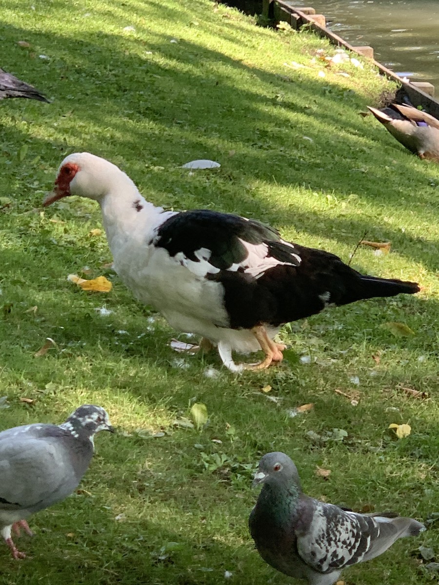 Muscovy Duck (Domestic type) - ML623986601