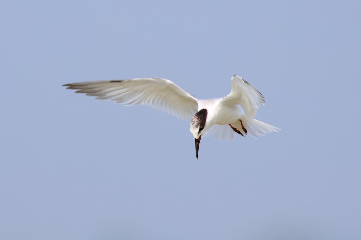 Little Tern - Gary Allport