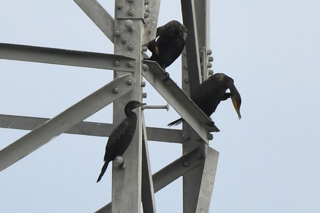 Neotropic Cormorant - James White