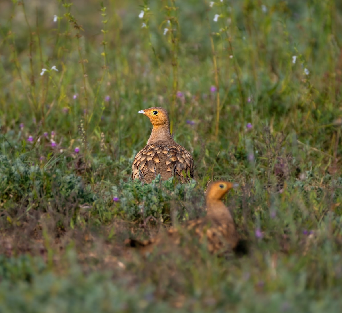 Chestnut-bellied Sandgrouse - ML623986633