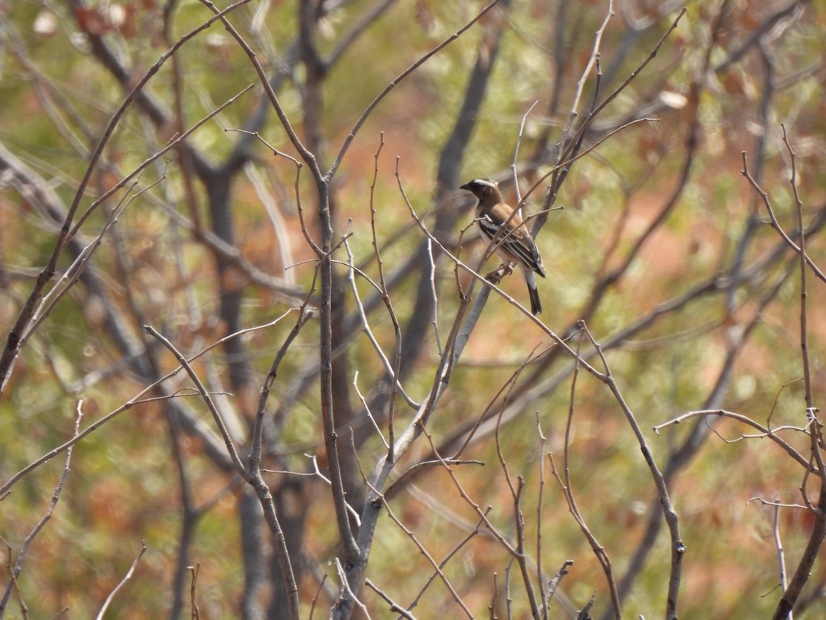 White-browed Sparrow-Weaver - ML623986636