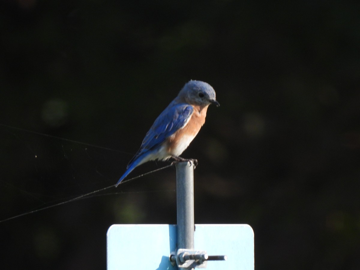 Eastern Bluebird - Gwen HK