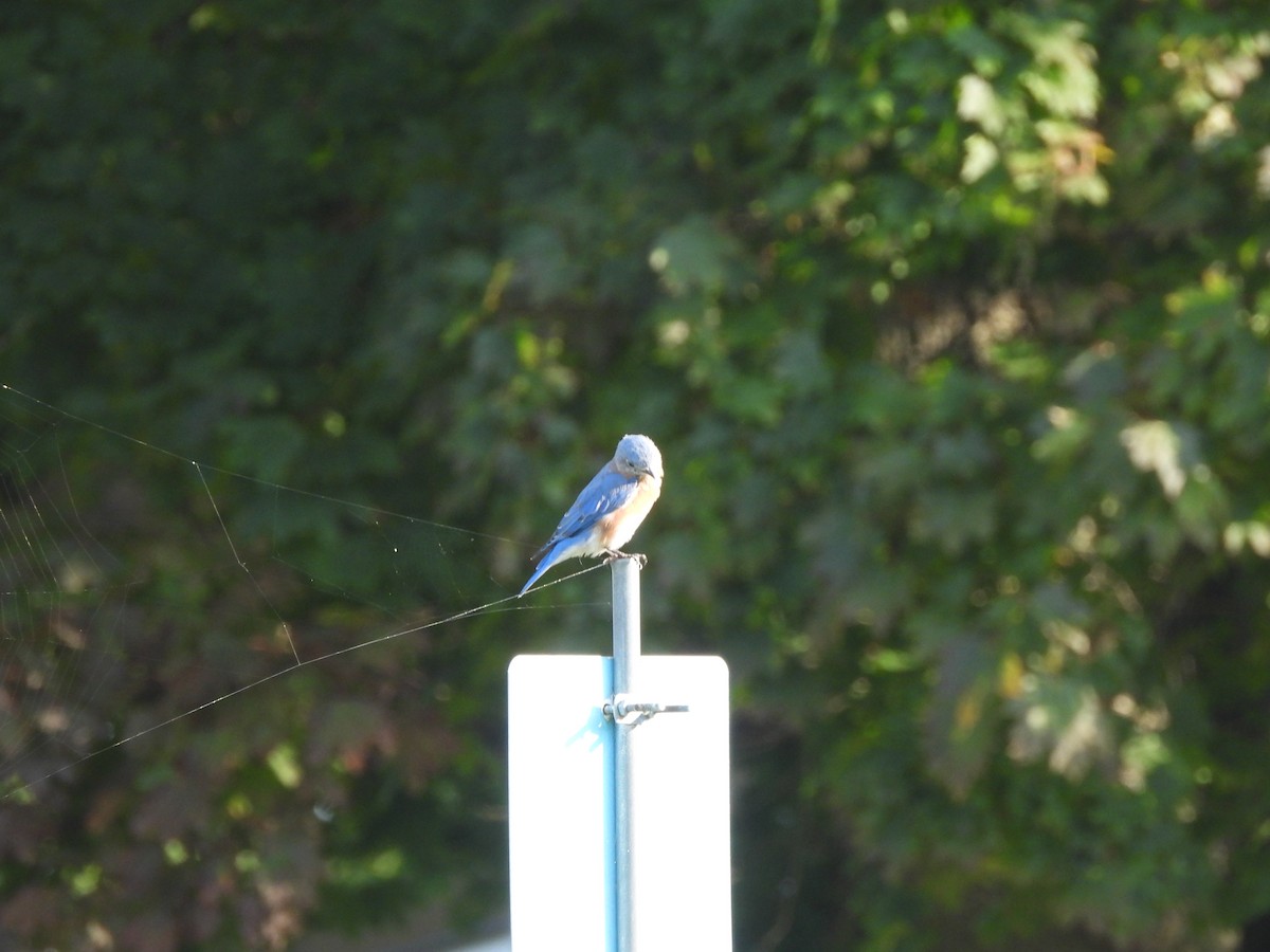 Eastern Bluebird - ML623986666