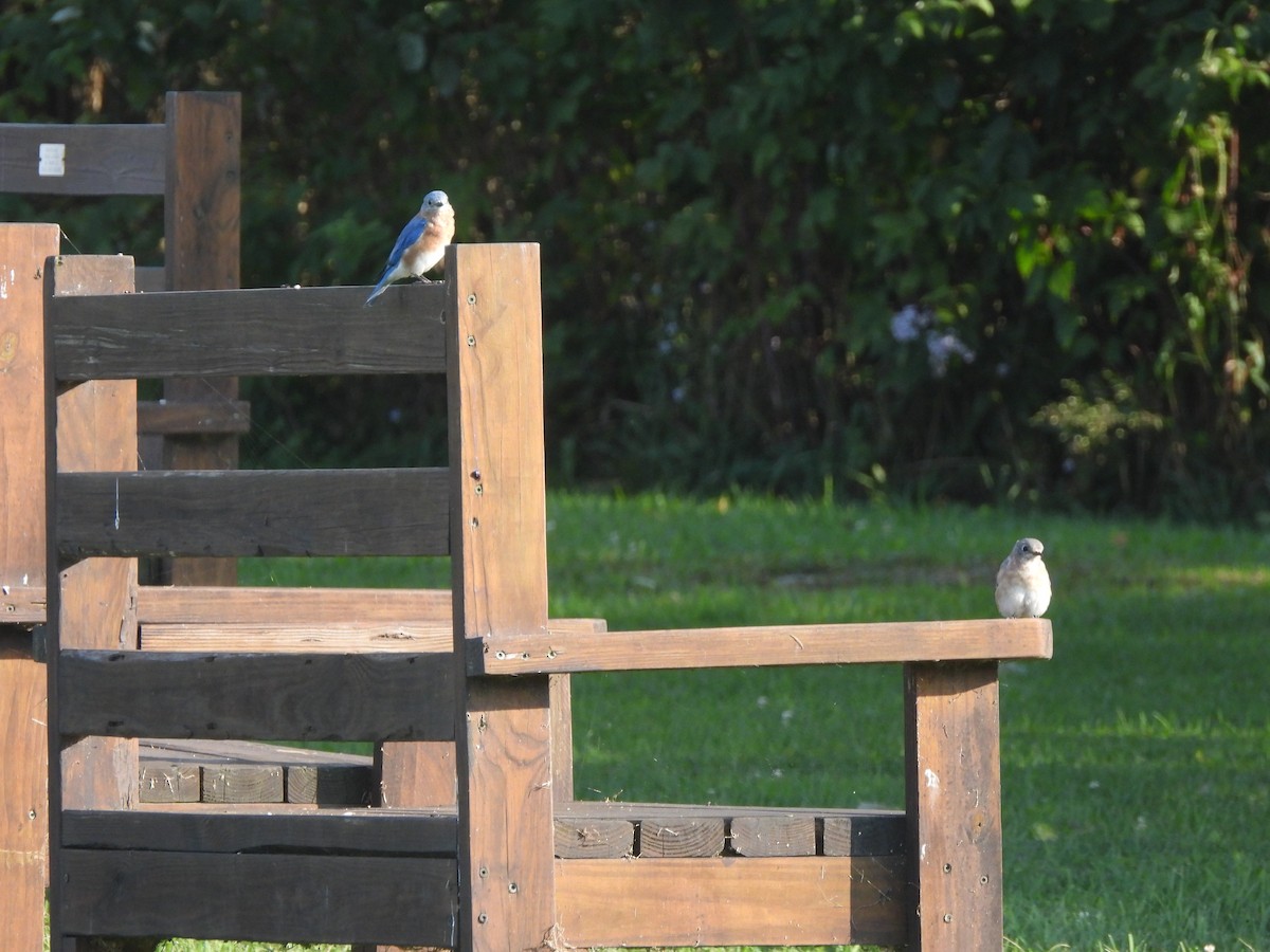 Eastern Bluebird - ML623986667