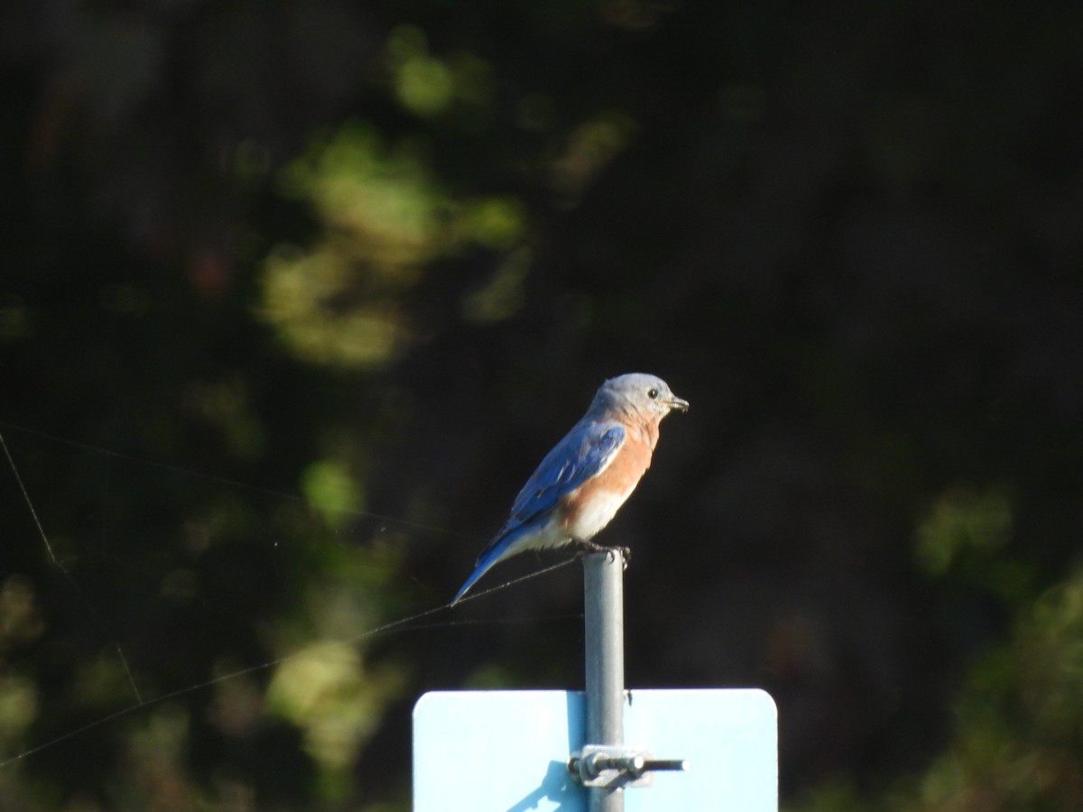 Eastern Bluebird - Gwen HK