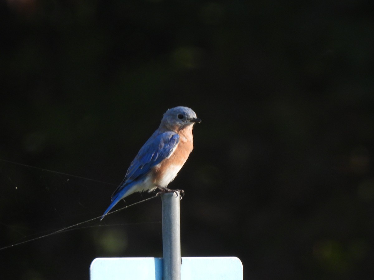 Eastern Bluebird - ML623986669