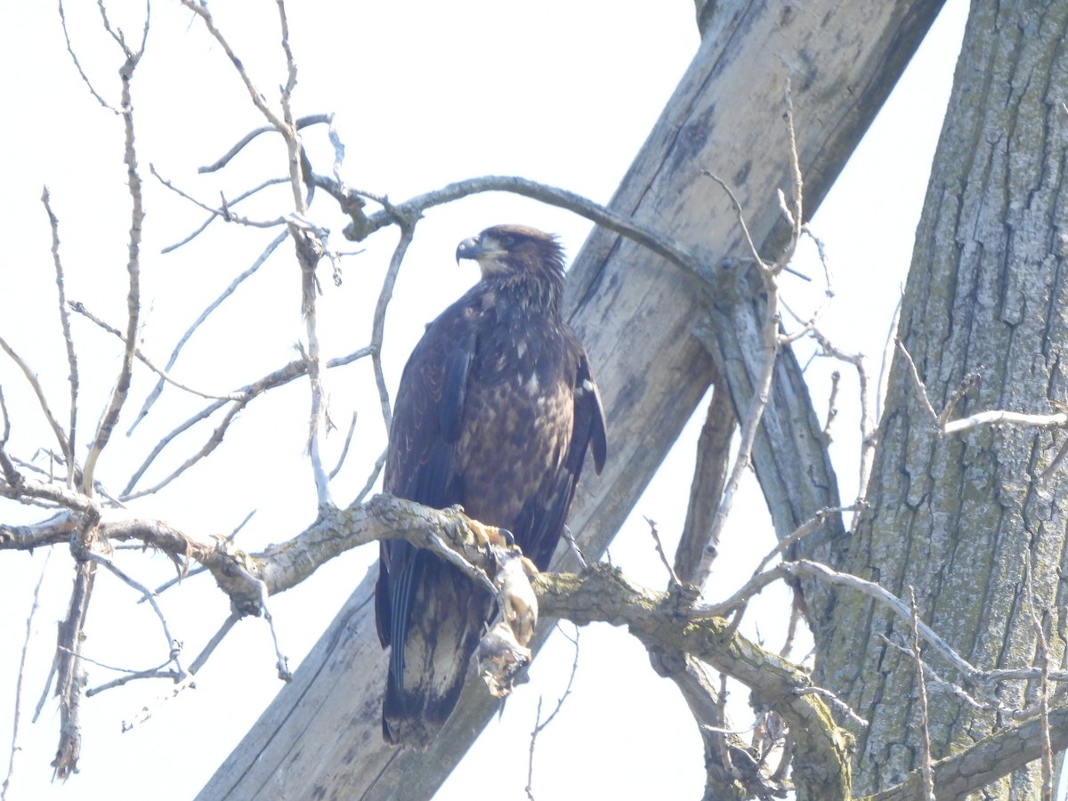 Bald Eagle - ML623986740