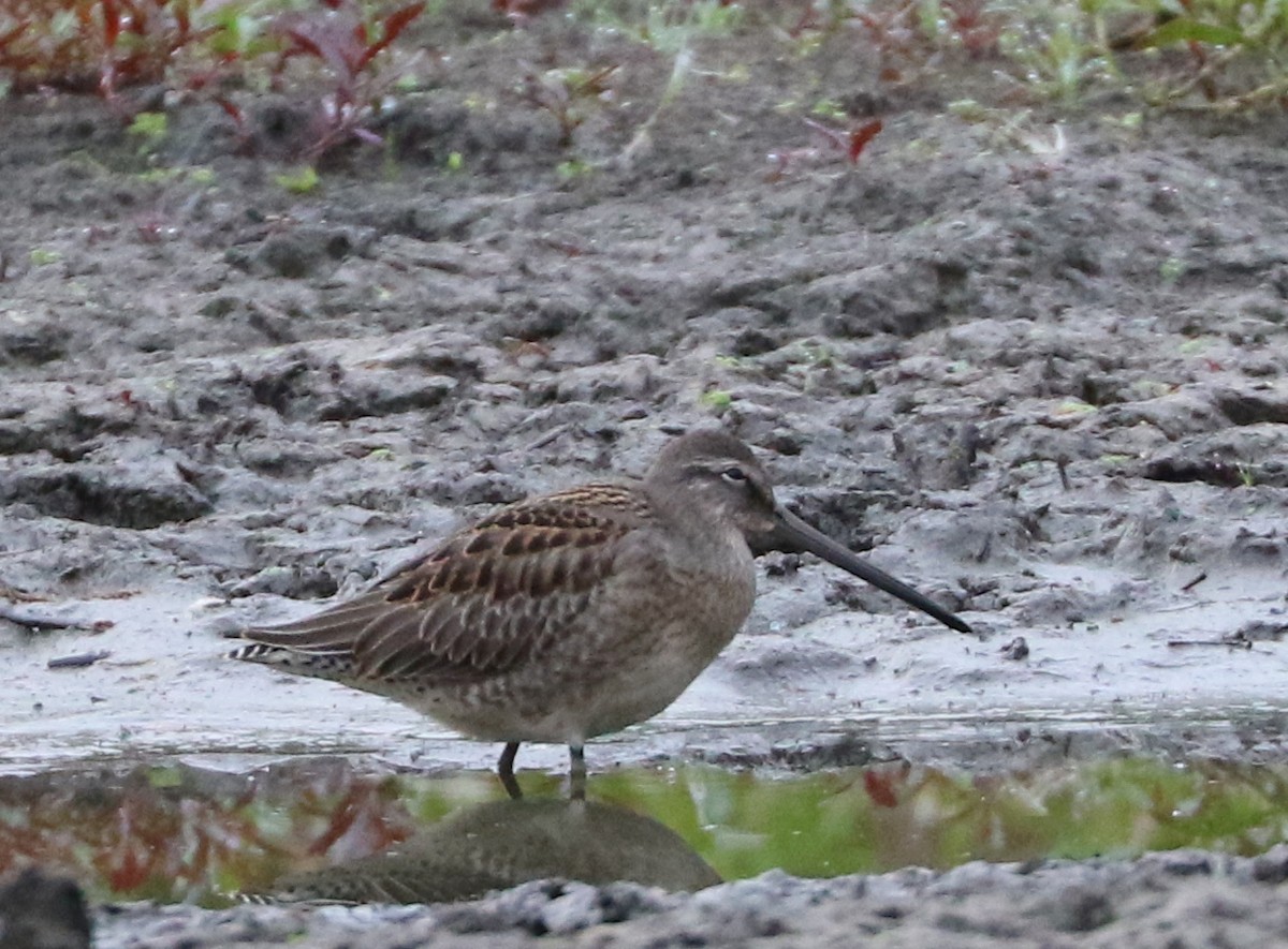 Long-billed Dowitcher - ML623986799