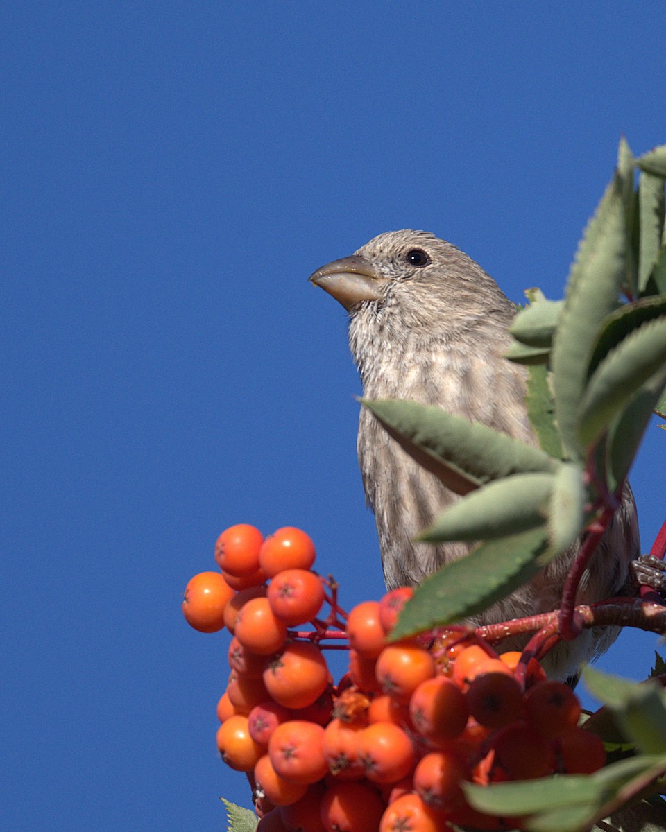 House Finch - ML623986846