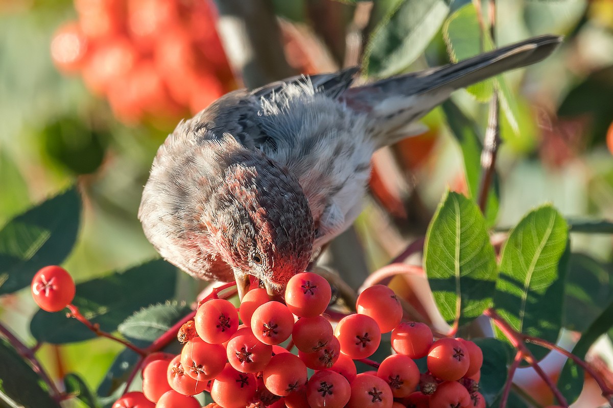 House Finch - ML623986847