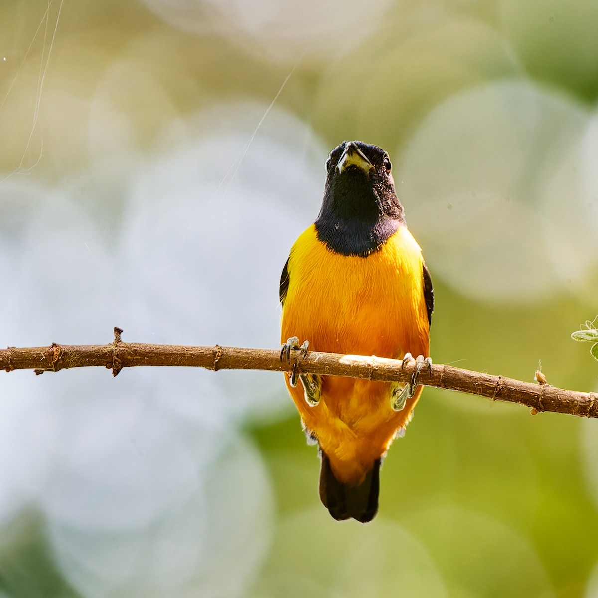 Rufous-bellied Euphonia - ML623986854