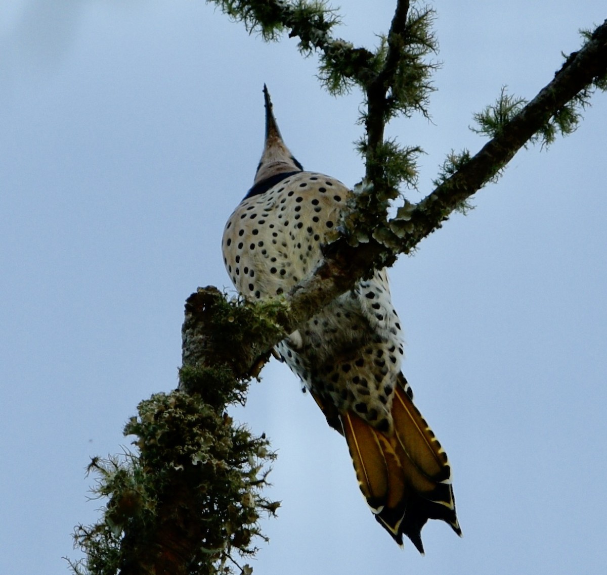 gullspett (auratus/luteus) - ML623986884